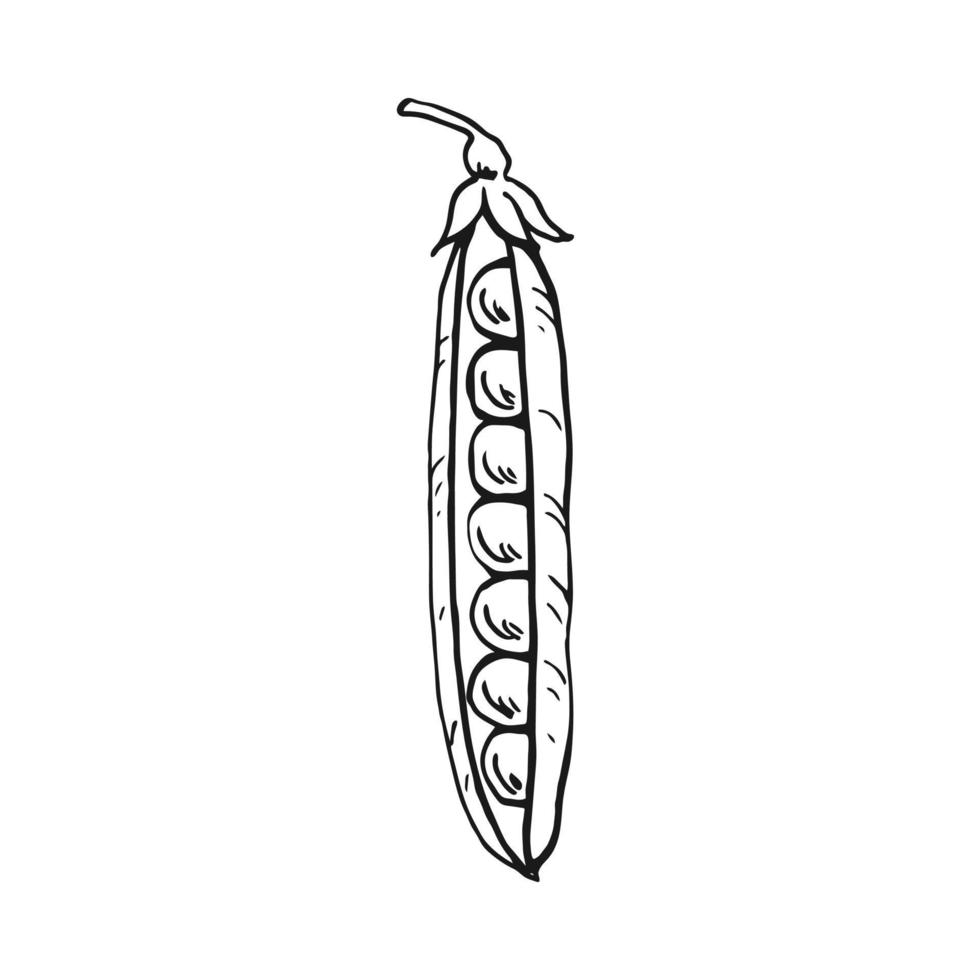 Pea pod sketch. Hand drawn illustration converted to vector. Organic food illustration isolated. vector