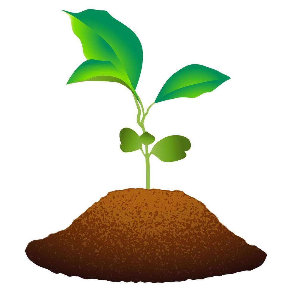 Seedling in Soil. vector