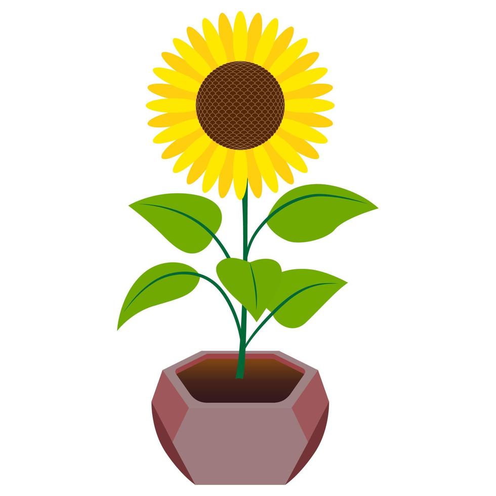 Sunflower Houseplant Vector Element.