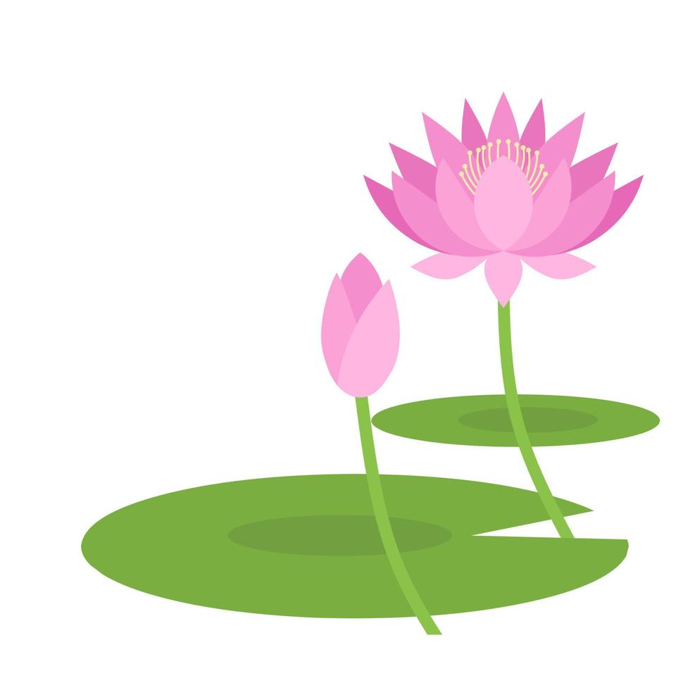 Beautiful pink lotus flower isolated on a white background, vector illustration.