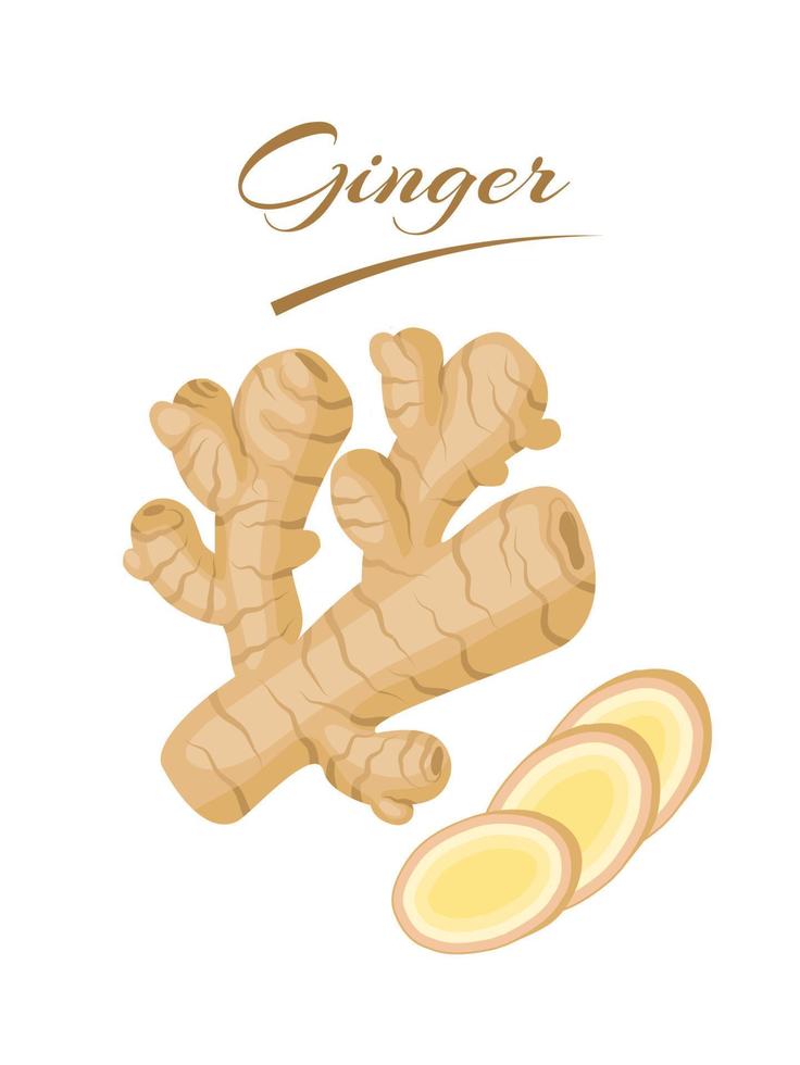 Fresh ginger rhizome with slices, isolated on a white background. vector illustration.