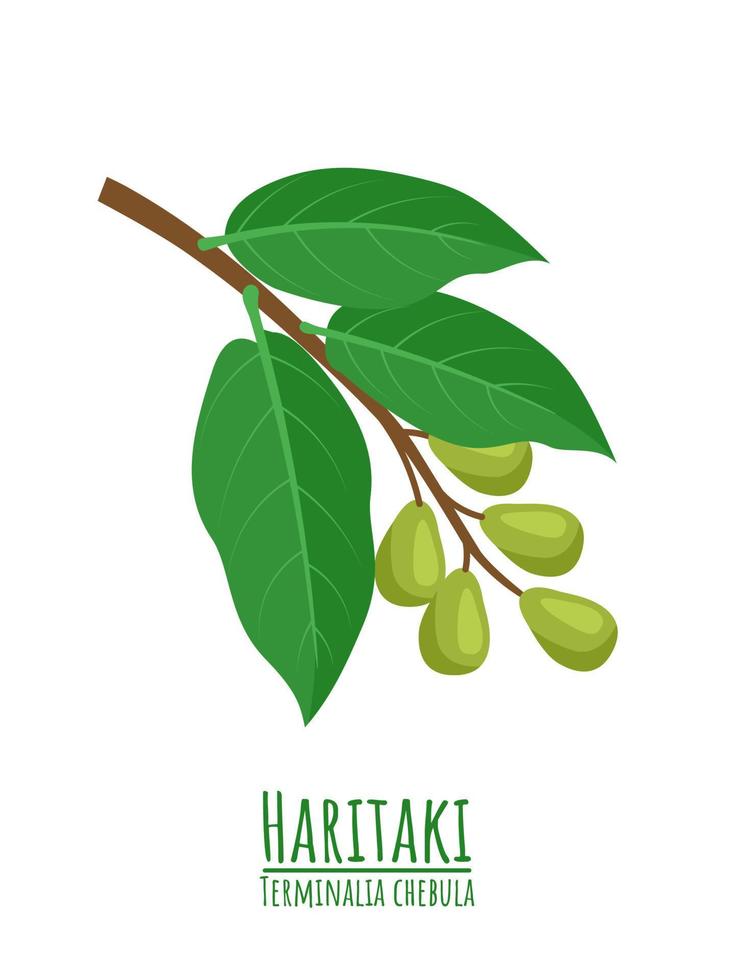 haritaki o terminalia chebula, una planta medicinal en hierbas ayurvédicas. ilustración vectorial vector