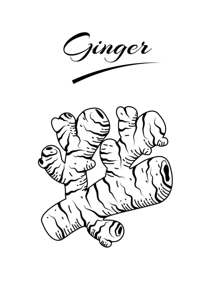 Ginger rhizome sketch, isolated on a white background. vector illustration.