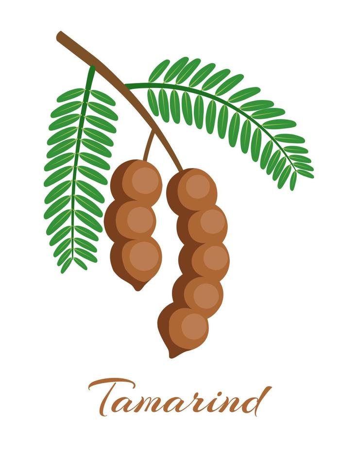 Vector illustration of tamarind or tamarindus indica, with green leaves, isolated on white background.