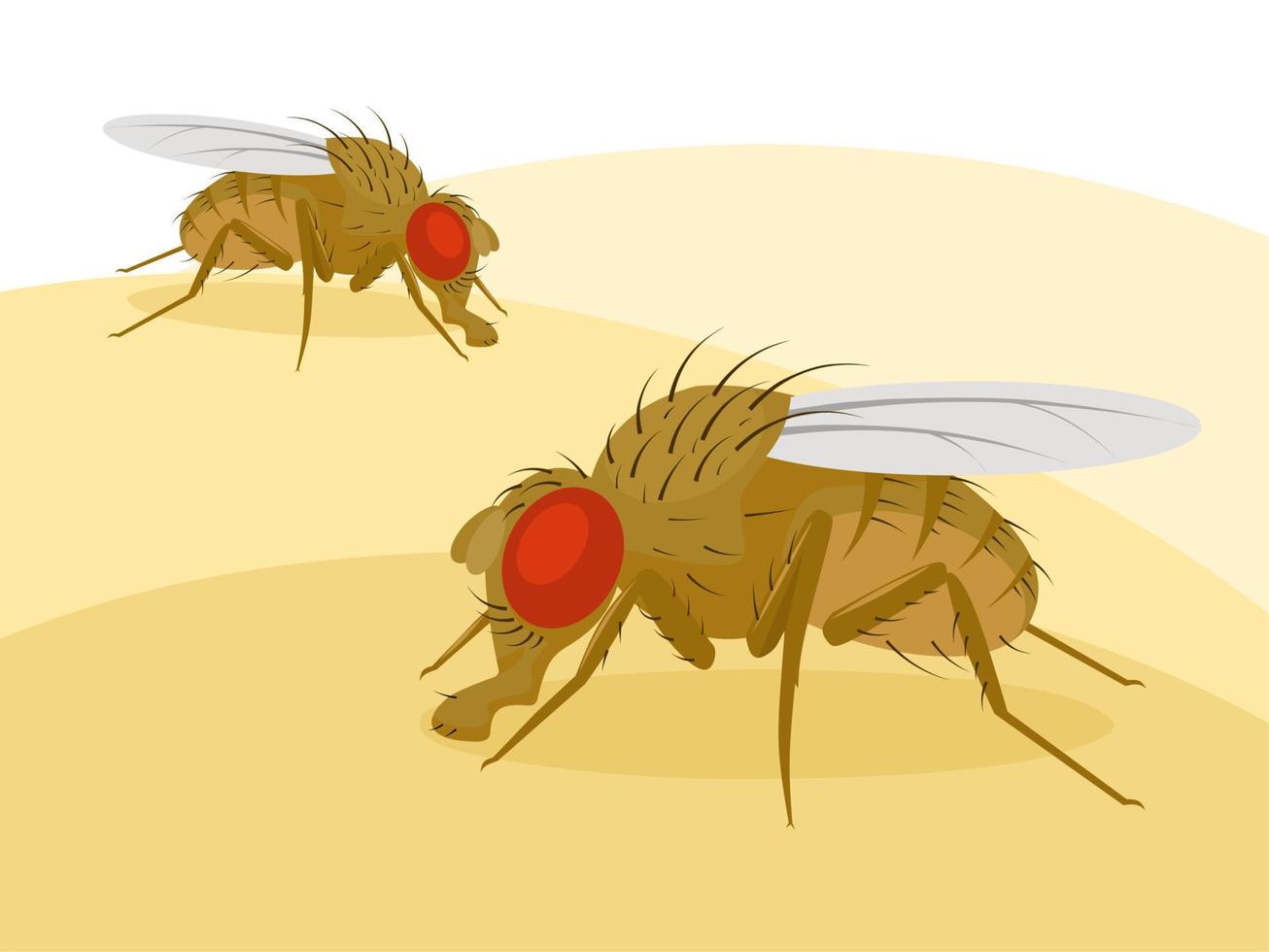 Vector illustration, fruit fly or vinegar fly Drosophila melanogaster  7119532 Vector Art at Vecteezy