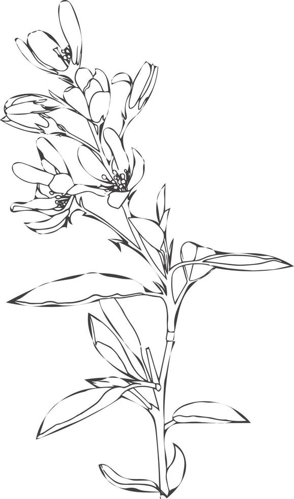 Hand drawn line drawing of wild spring flowers. Isolated abstract botanical elements on white background. vector