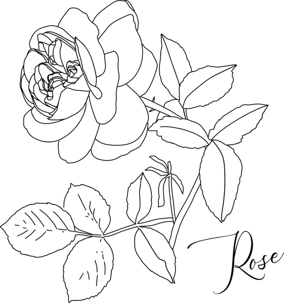Hand drawn line art illustration of a large rose with leaves. Isolated abstract botanical elements on white background. vector