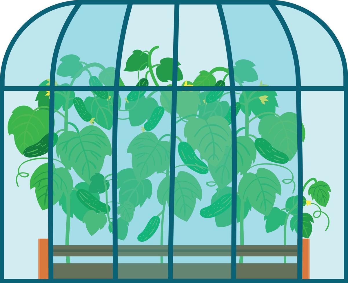 Illustration of Greenhouse with Cucumber Seedlings vector