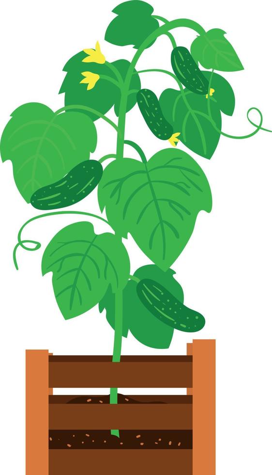 Vector Illustration of Cucumber Seedling in a Wooden Box