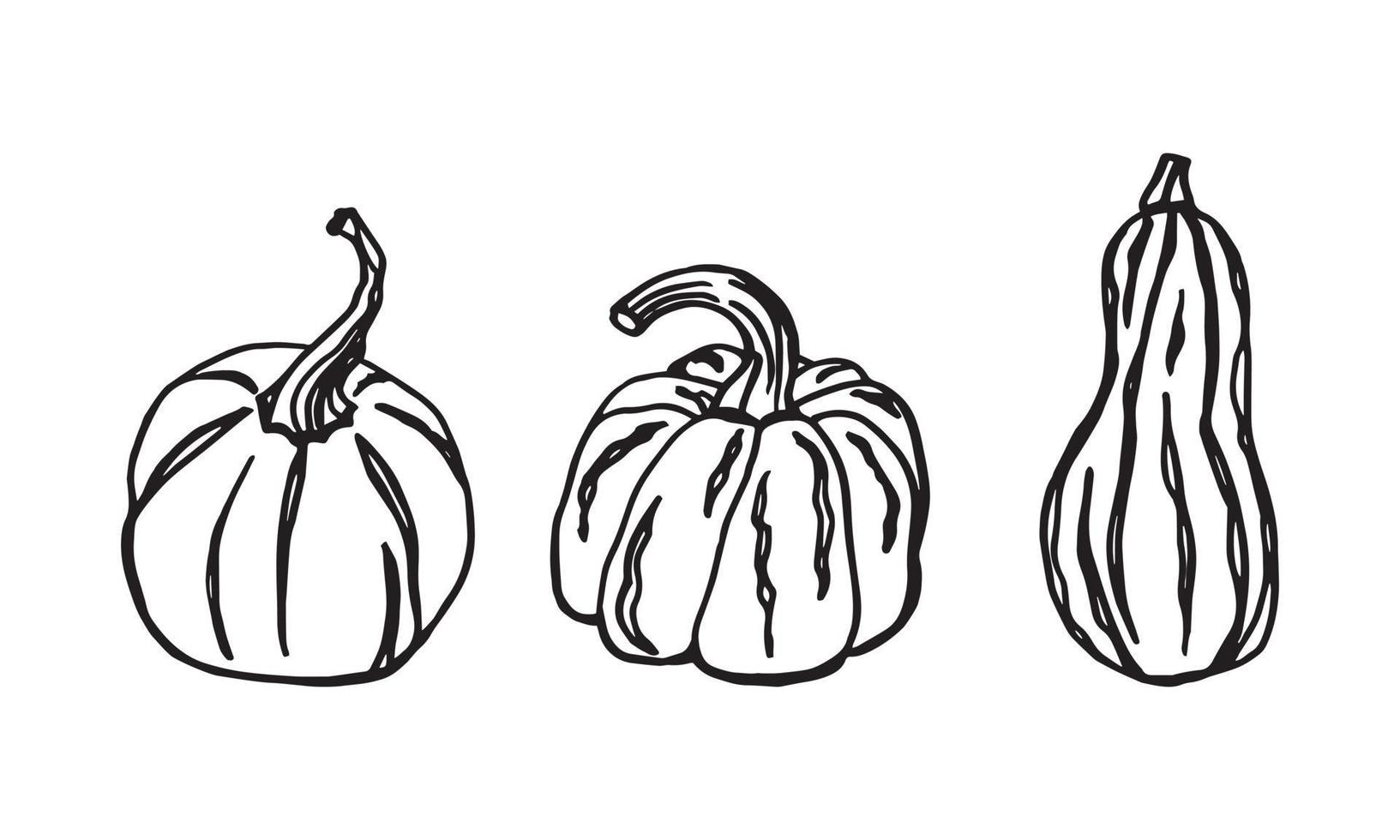 Pumpkin sketch set. Autumn vegetable. Hand drawn gourds. Vector illustration on white background