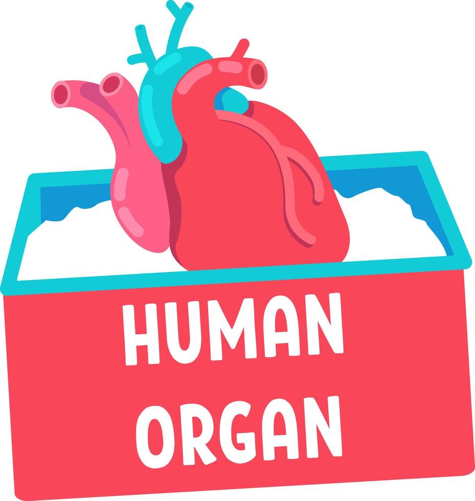 Human organ for transplantation semi flat color vector object