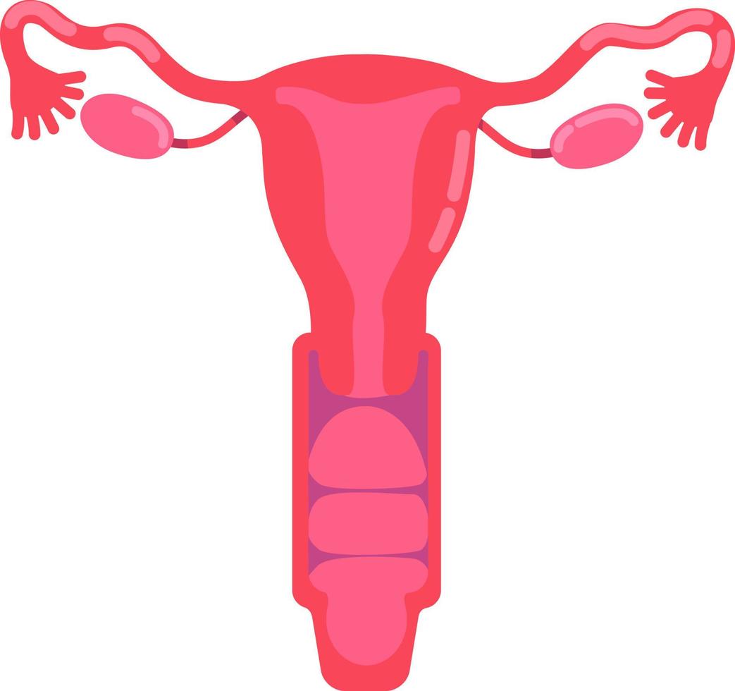 Female reproductive system semi flat color vector object