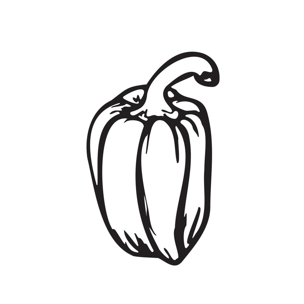 Paprika sketch. Sweet pepper outline. Vector illustration on white background