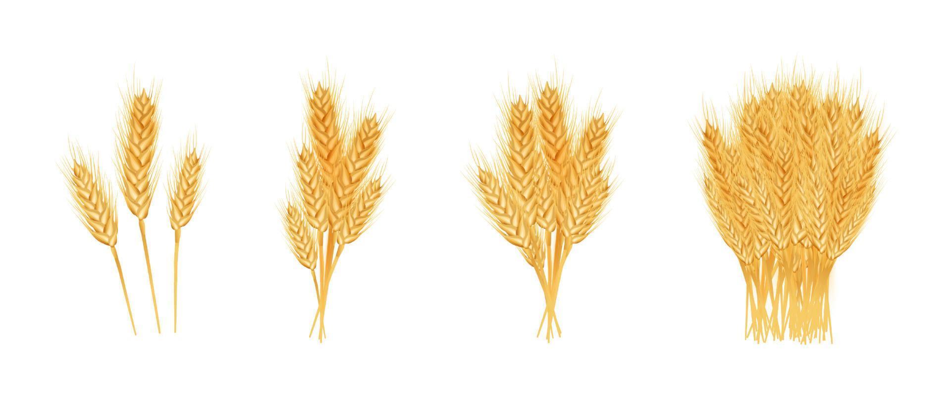 Set of wheat ears ripe, spikelets and grains.  Design element for organic products, bakery, farming. Isolated on white background. Vector illustration.
