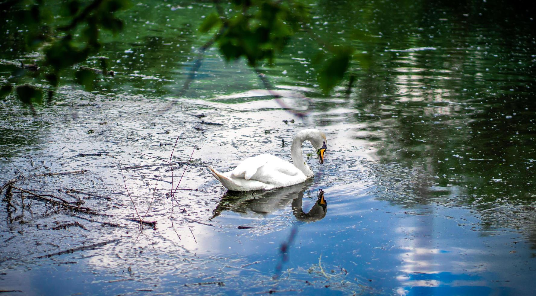 white swan on water at daytime photo