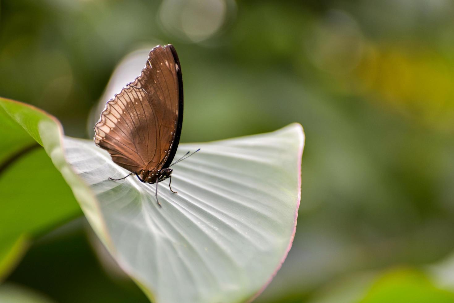 Great Eggfly Butterfly photo