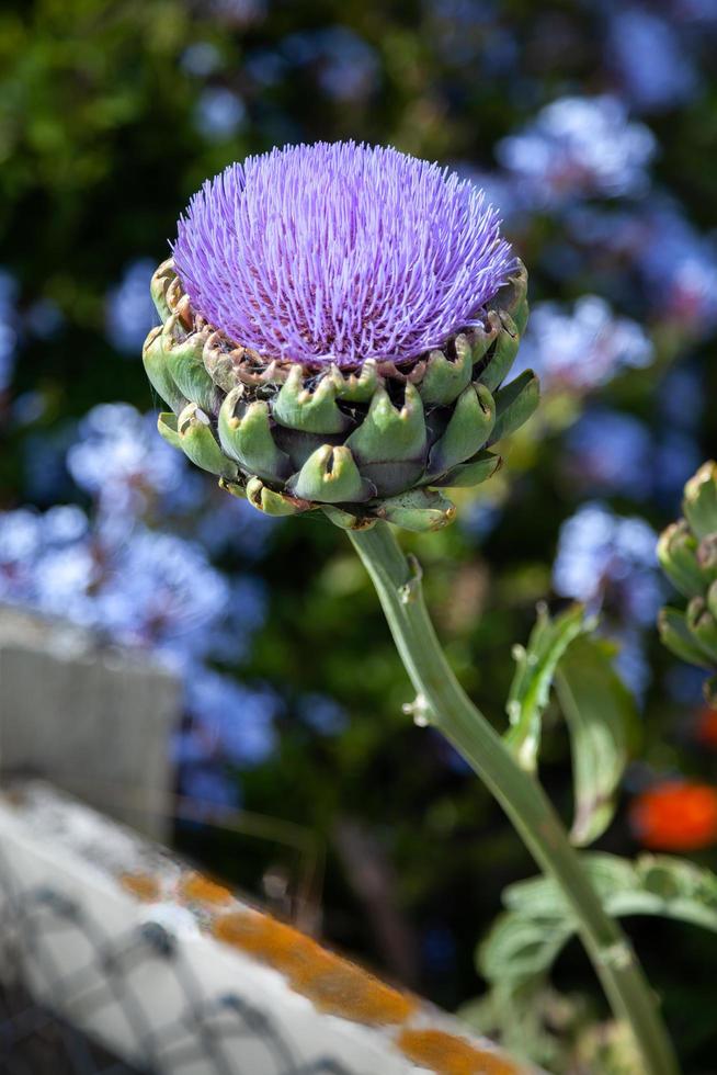 Globe Artichoke flower 7126932 Stock Photo at Vecteezy