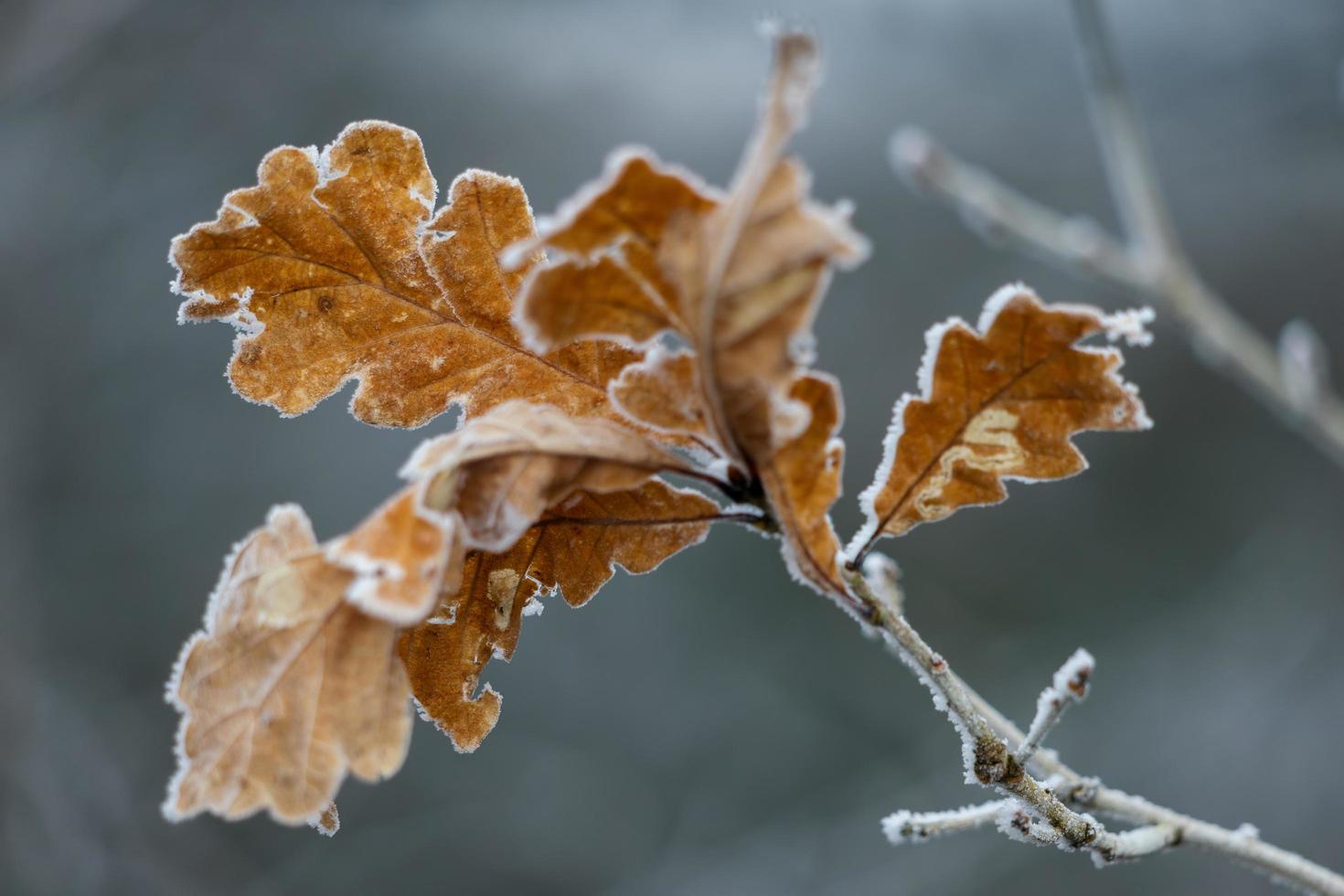 Frozen leaves of an Oak tree covered with frost photo