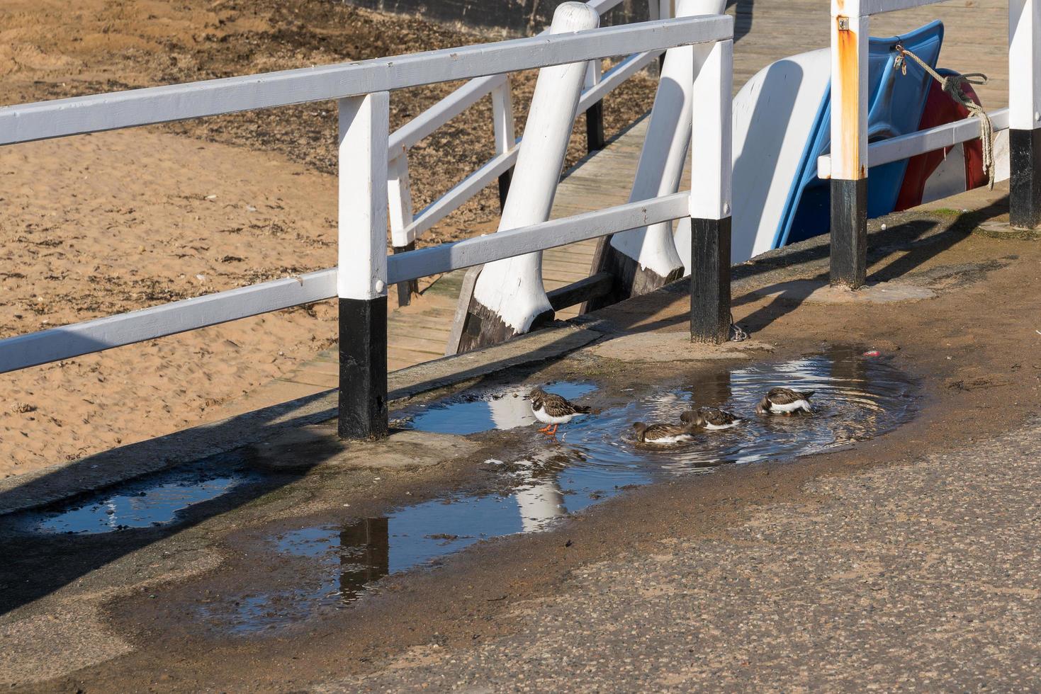 Ruddy vuelvepiedras bañándose en un charco en Broadstairs Kent foto