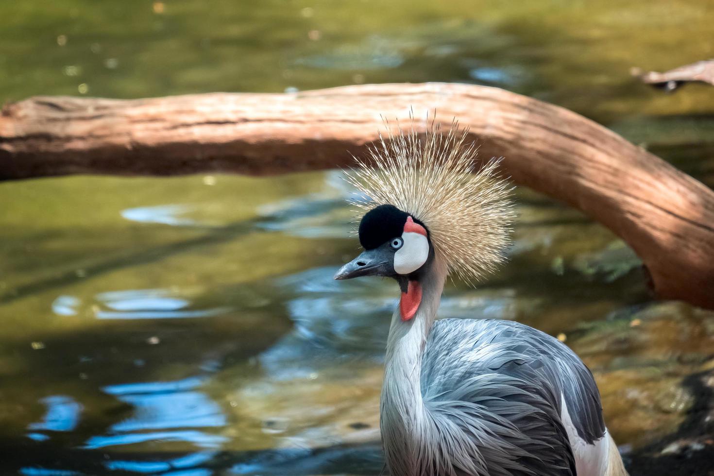 Fuengirola, Andalucía, España, 2017. Grulla coronada negra en el Bioparc foto