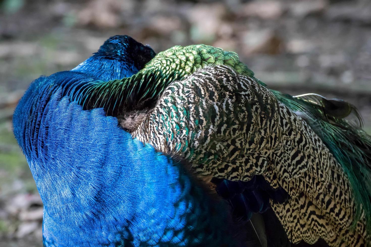 Peacock  close up photo