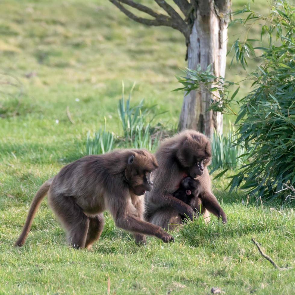 Gelada Baboons in the grass photo
