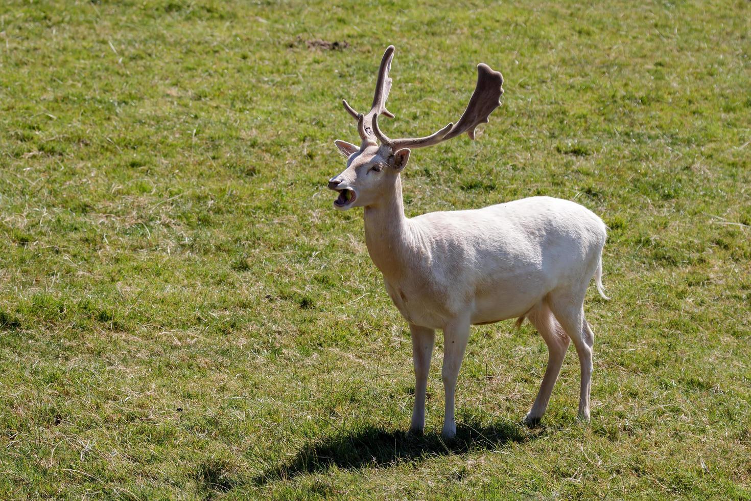 Male albino Fallow Deer Standing in the sunshine photo