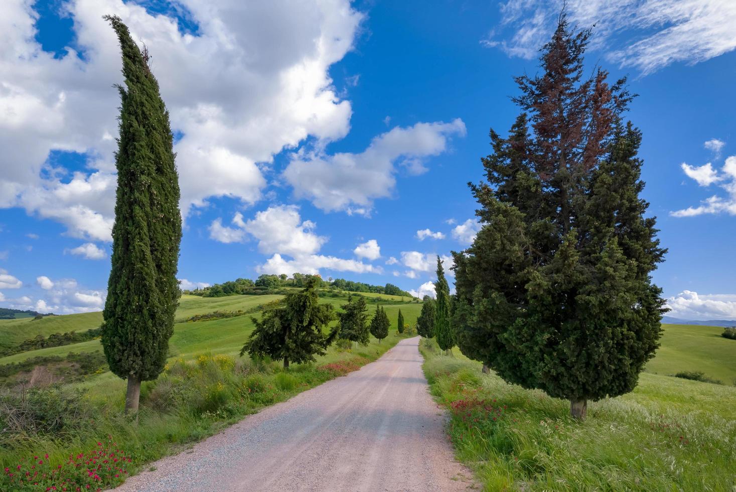 Cypress Stock Photos, Images and Backgrounds for Free Download