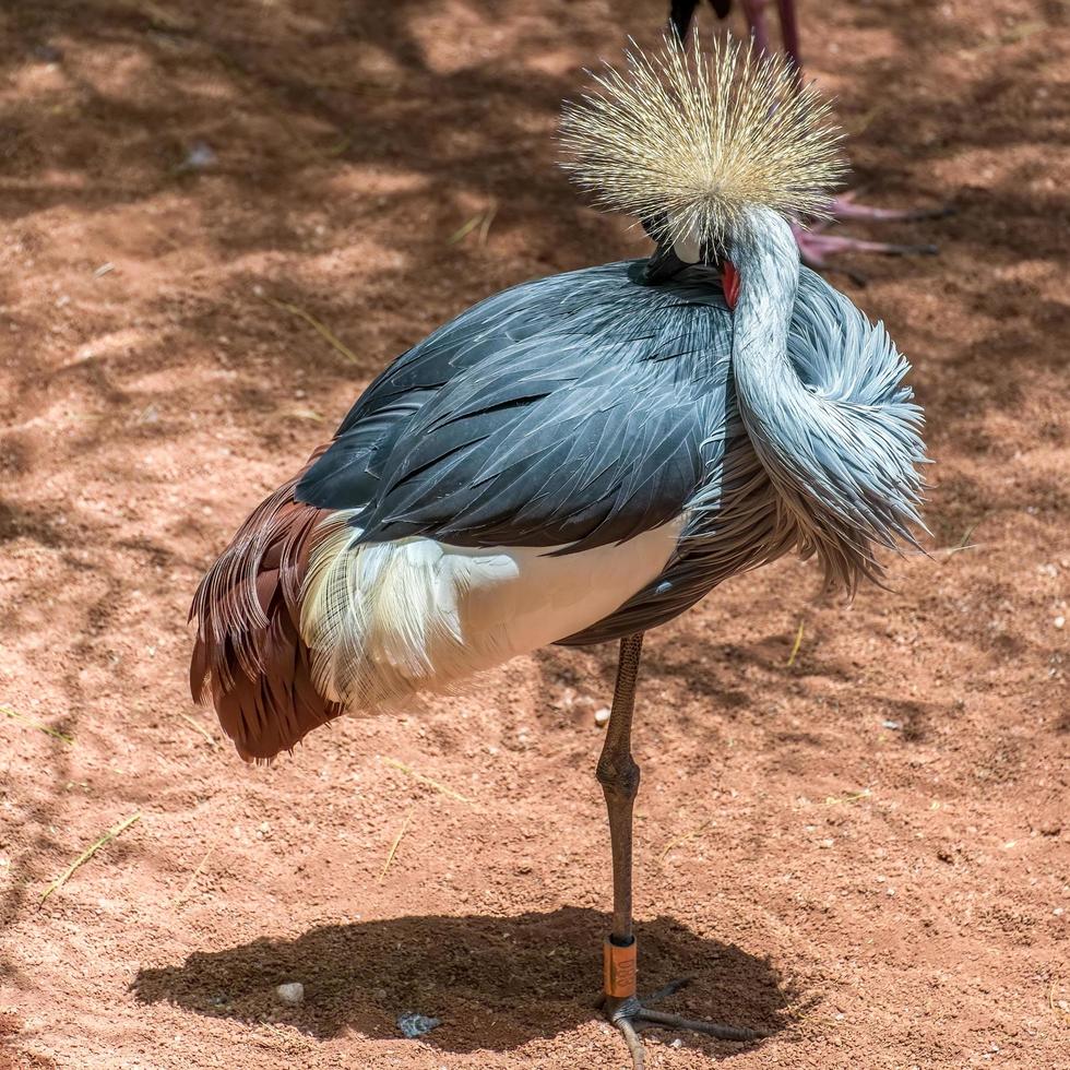 Fuengirola, Andalucía, España, 2017. Grulla coronada negra en el Bioparc foto