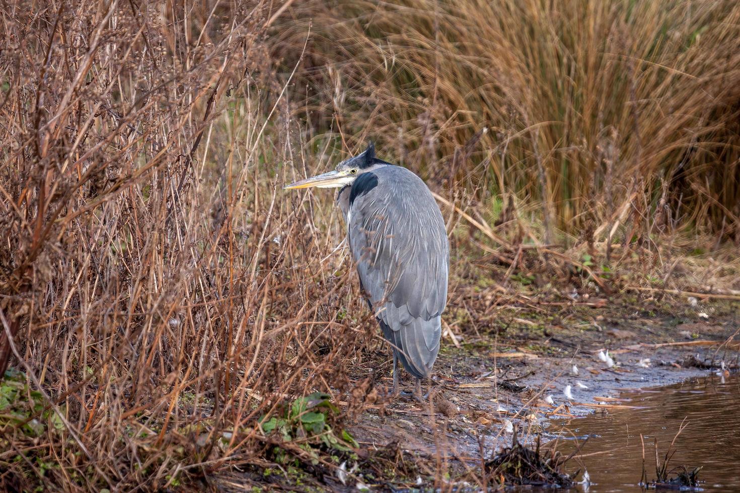 Grey Heron watching and waiting photo