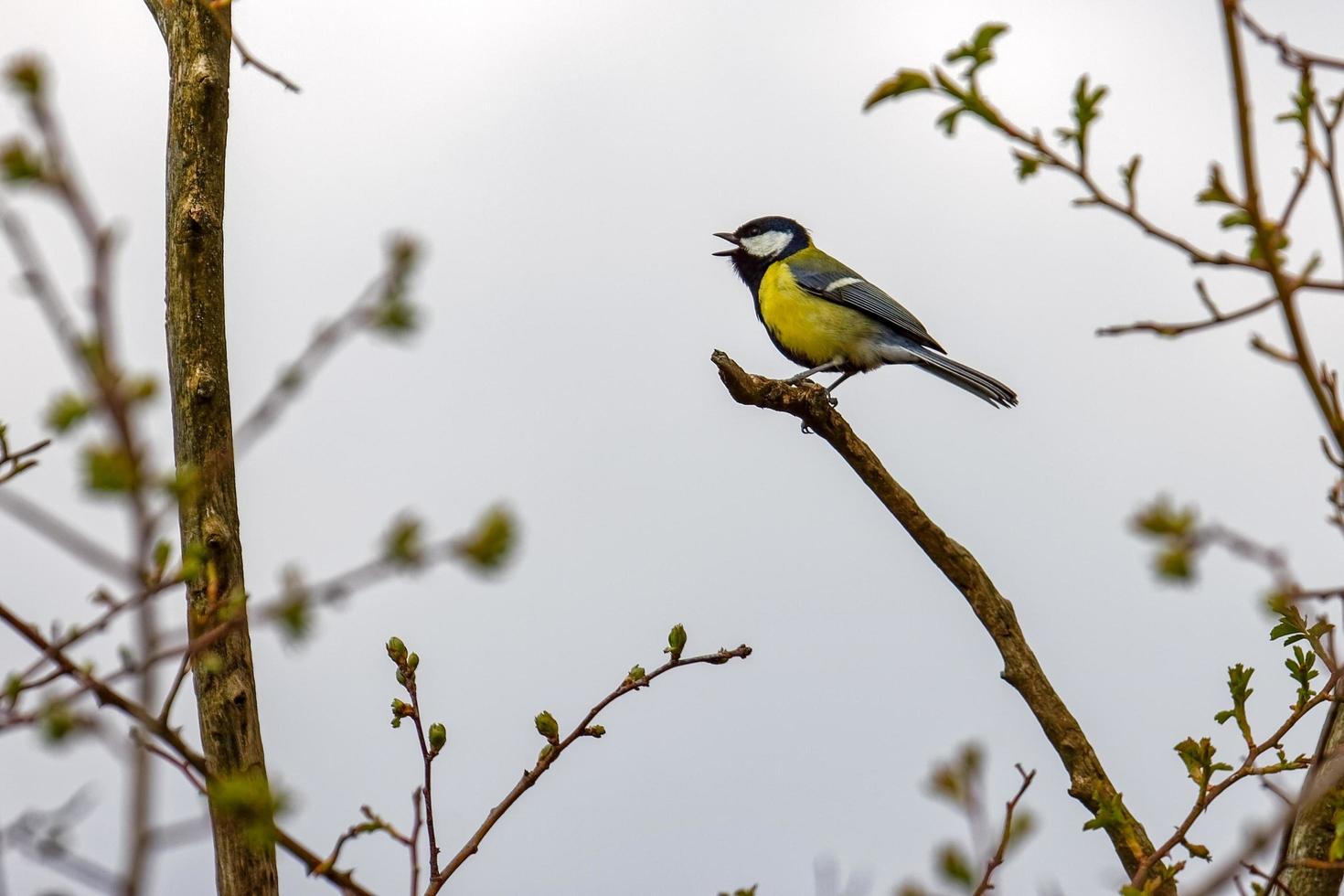 Great Tit singing photo