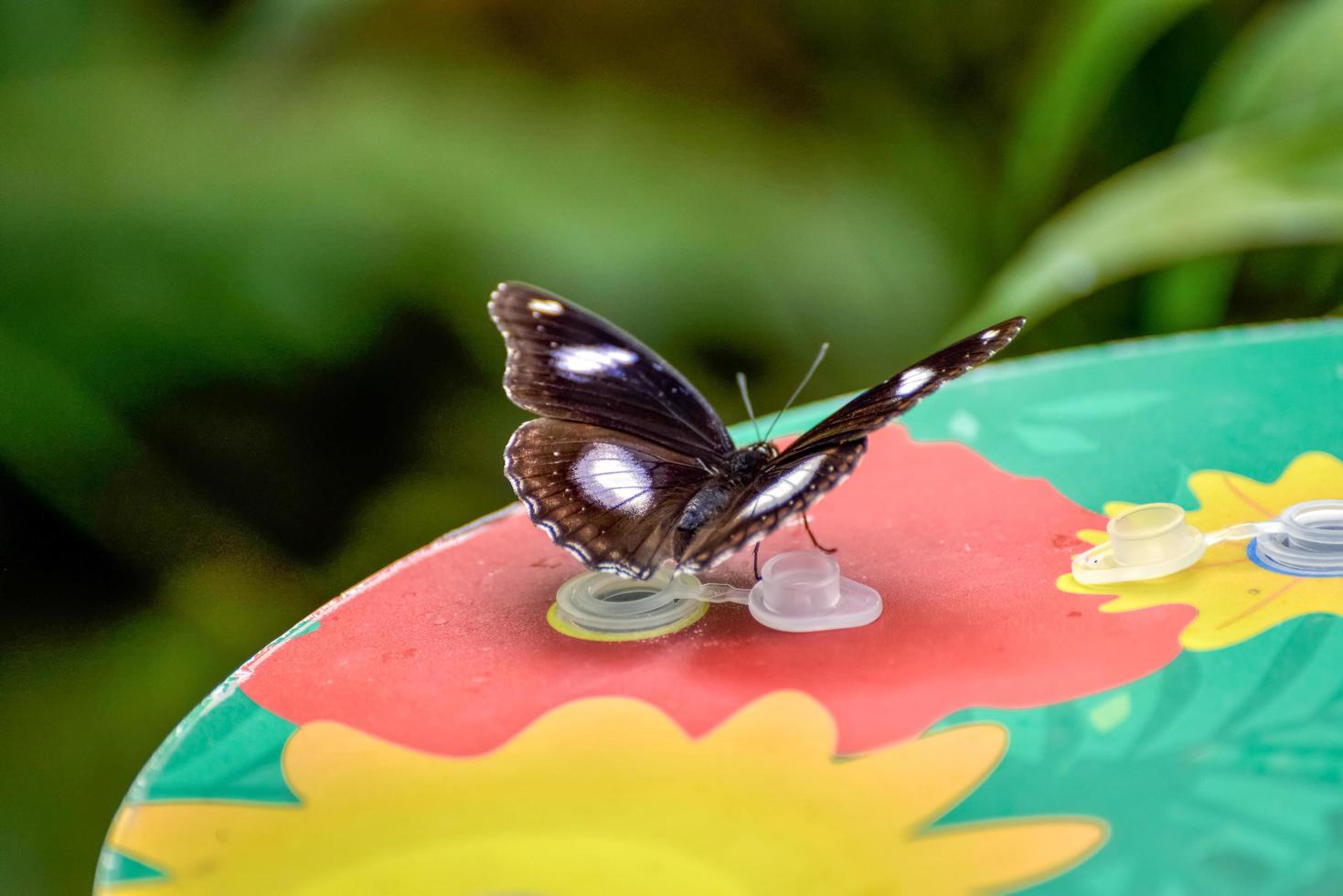 gran mariposa huevo foto