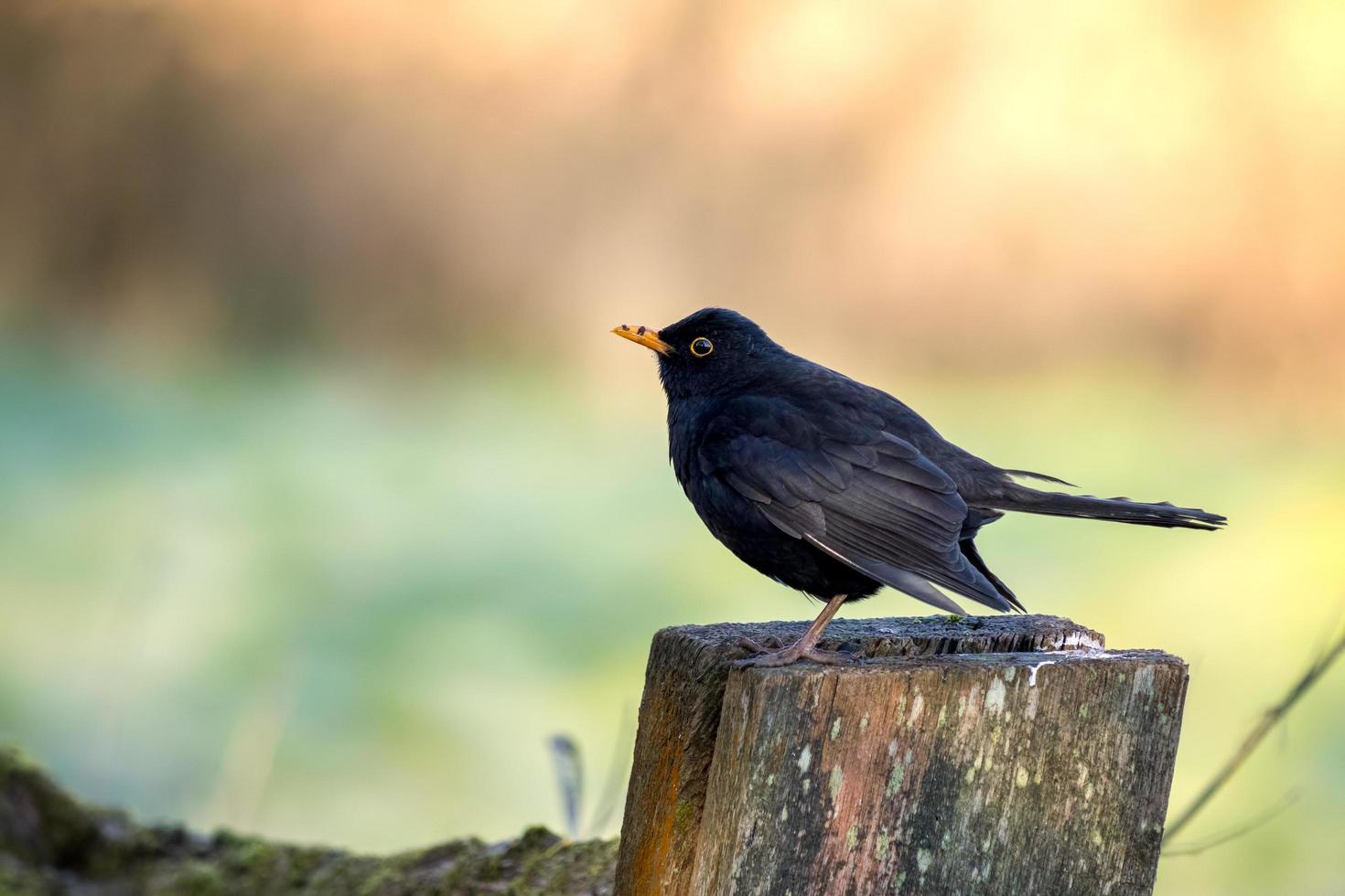 Male Blackbird standing on a wooden post photo