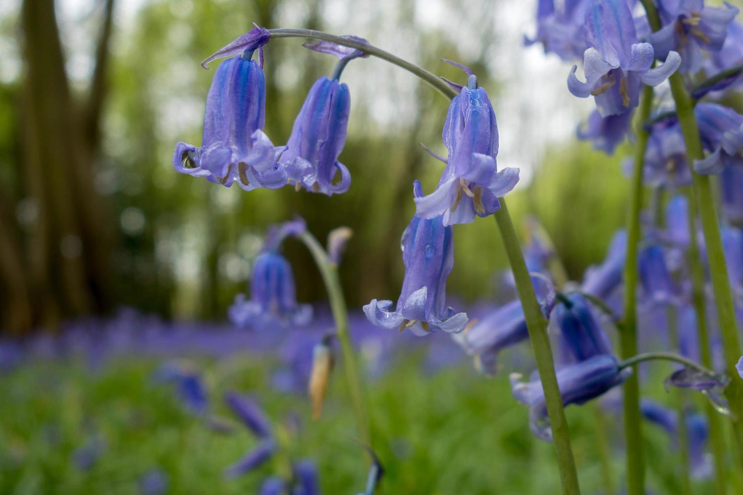 Sussex Bluebells flowering in springtime photo