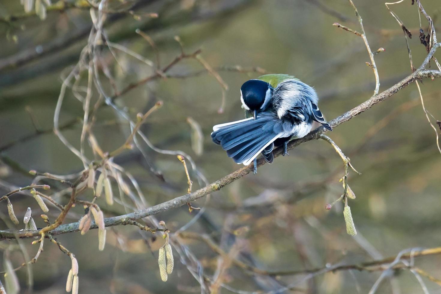 carbonero acicalándose las plumas foto