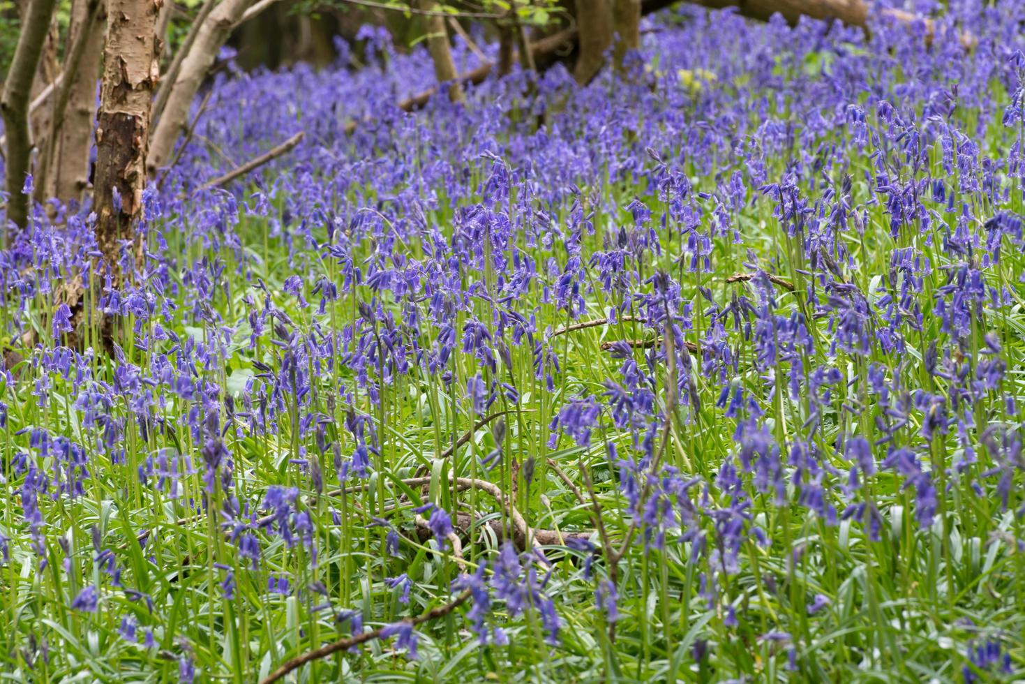 Sussex Bluebells flowering in springtime photo