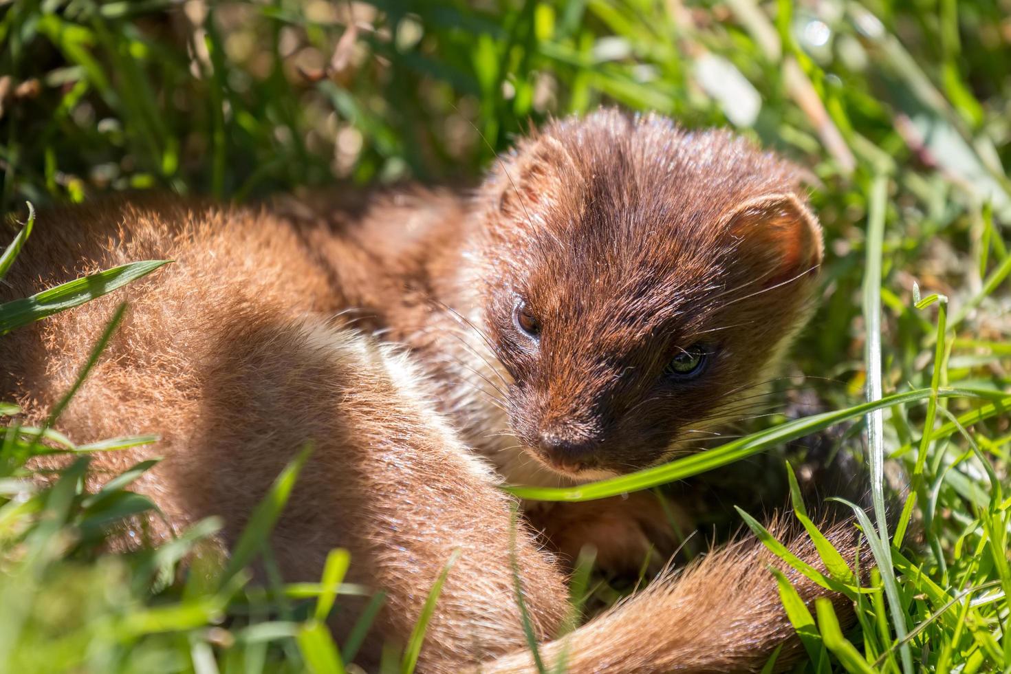 Stoat resting in the sunshine photo