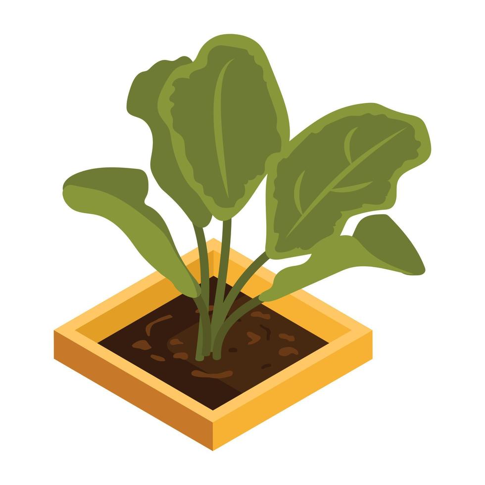 House decoration, an isometric icon of plant vector