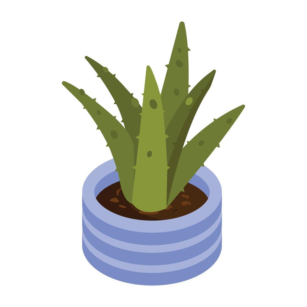 Potted plant for house decor, an isometric icon of aloe vera vector