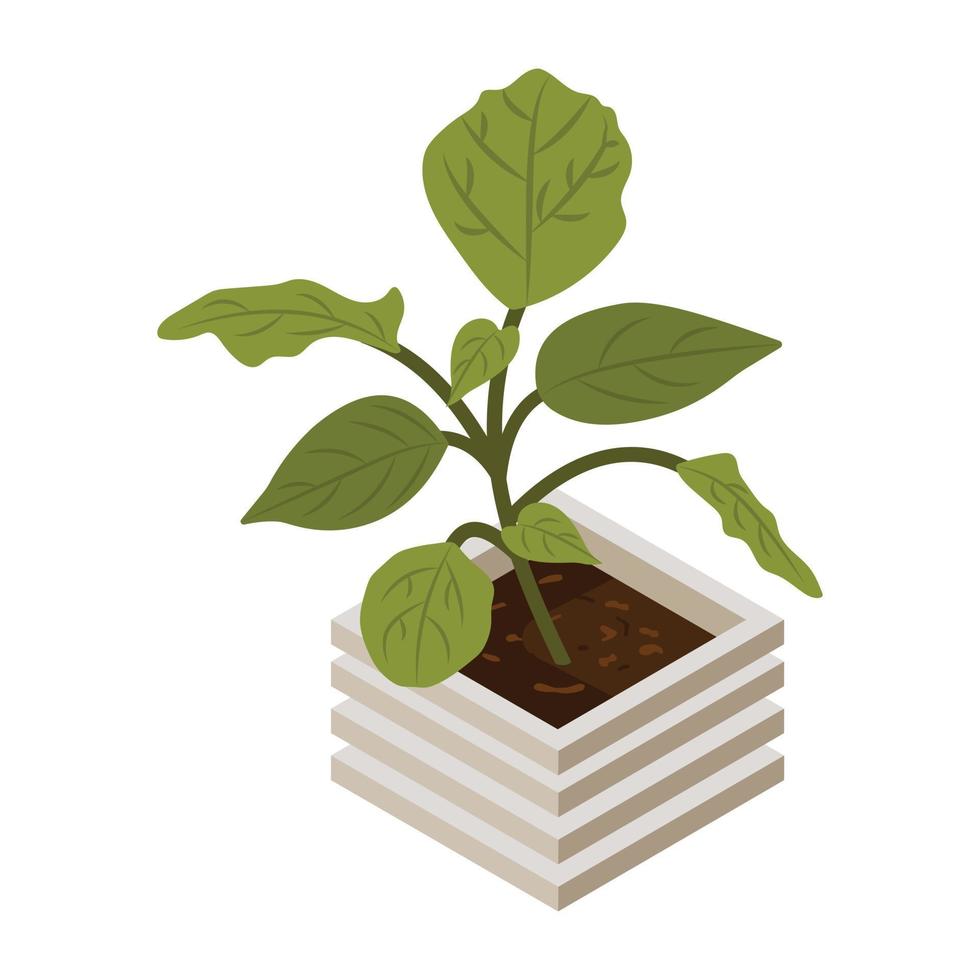 House decoration, an isometric icon of plant vector