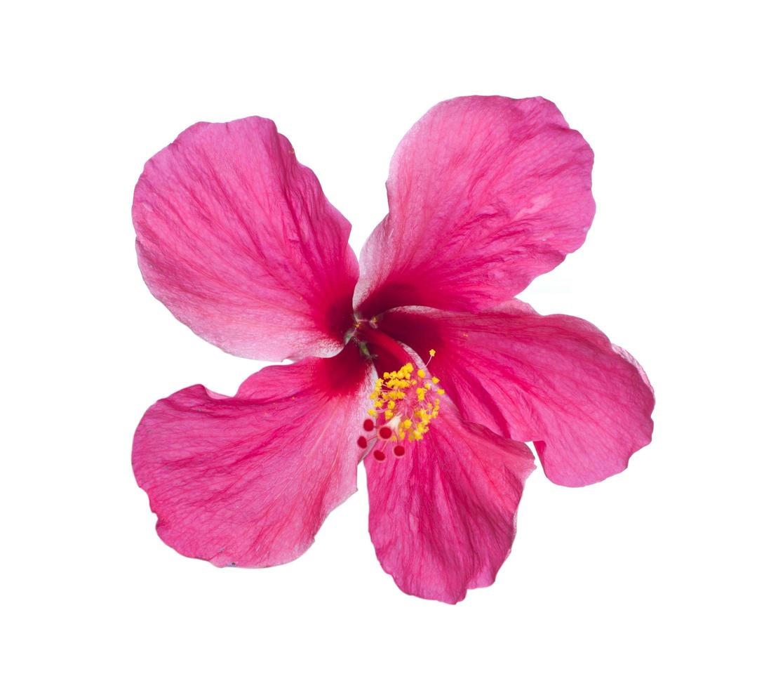 a red hibiscus flower isolated on white background photo