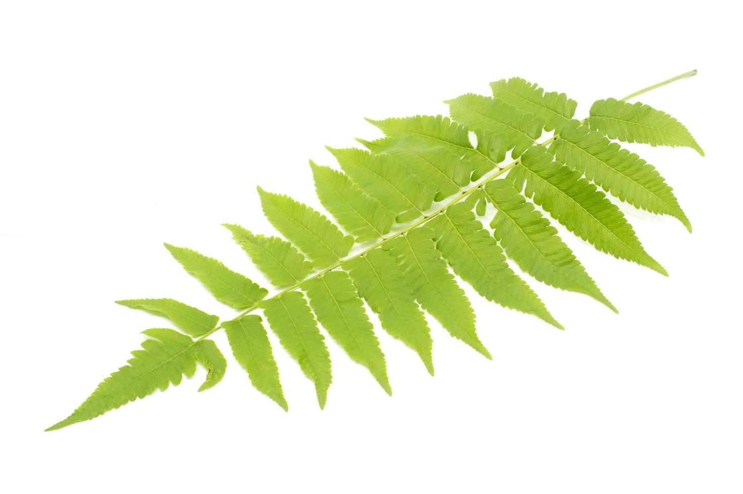 Fern isolated on white photo