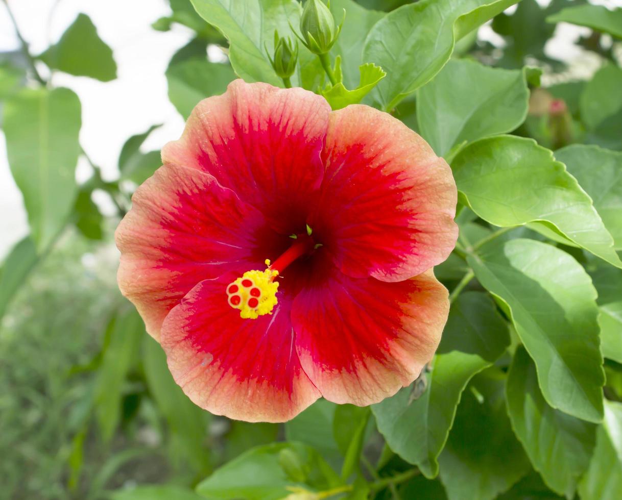 polen de flor de hibisco. foto