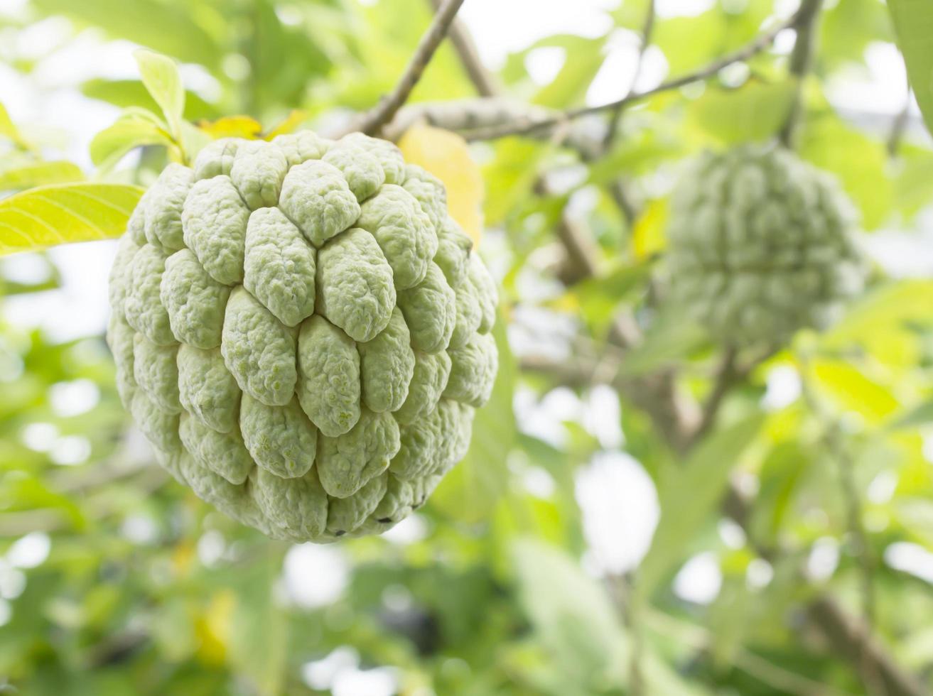 Custard apple fruit,Annona squamosa photo