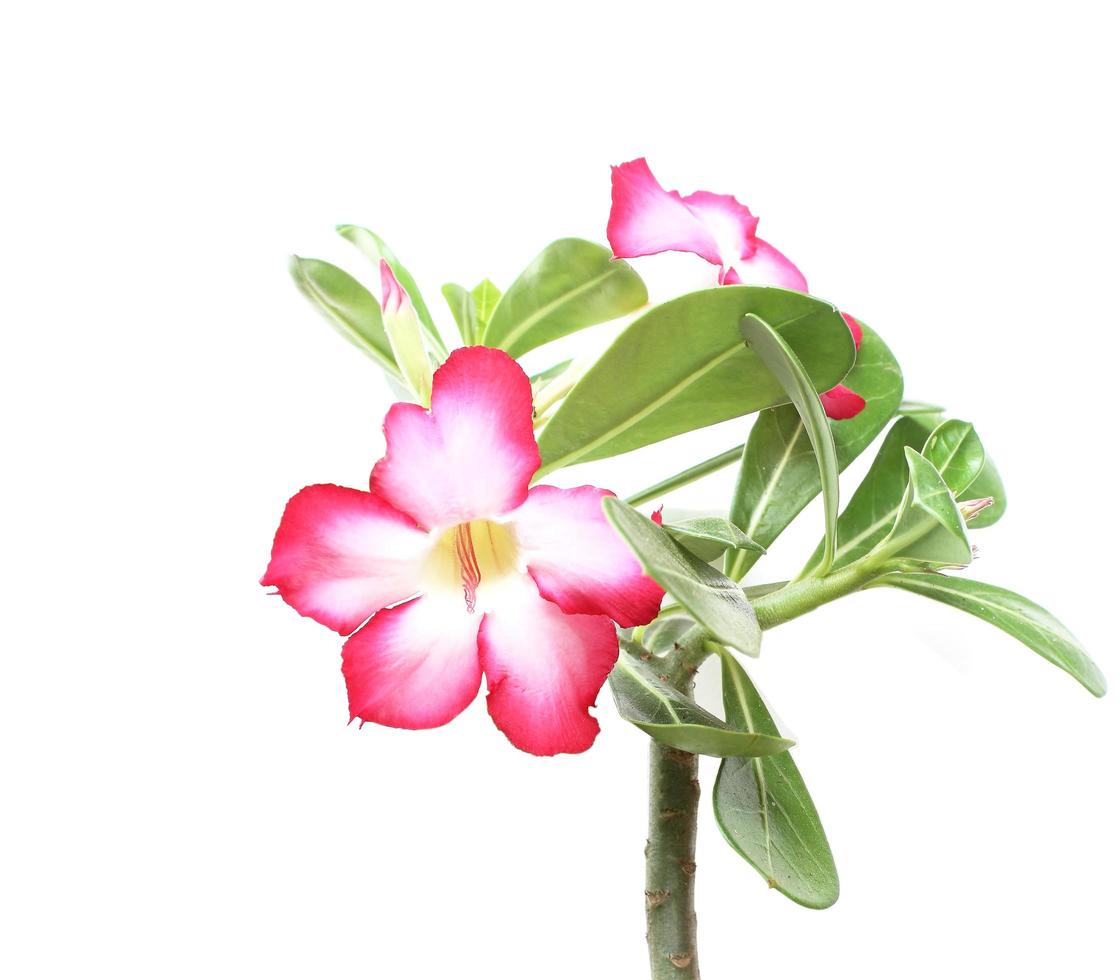 desert rose flower photo