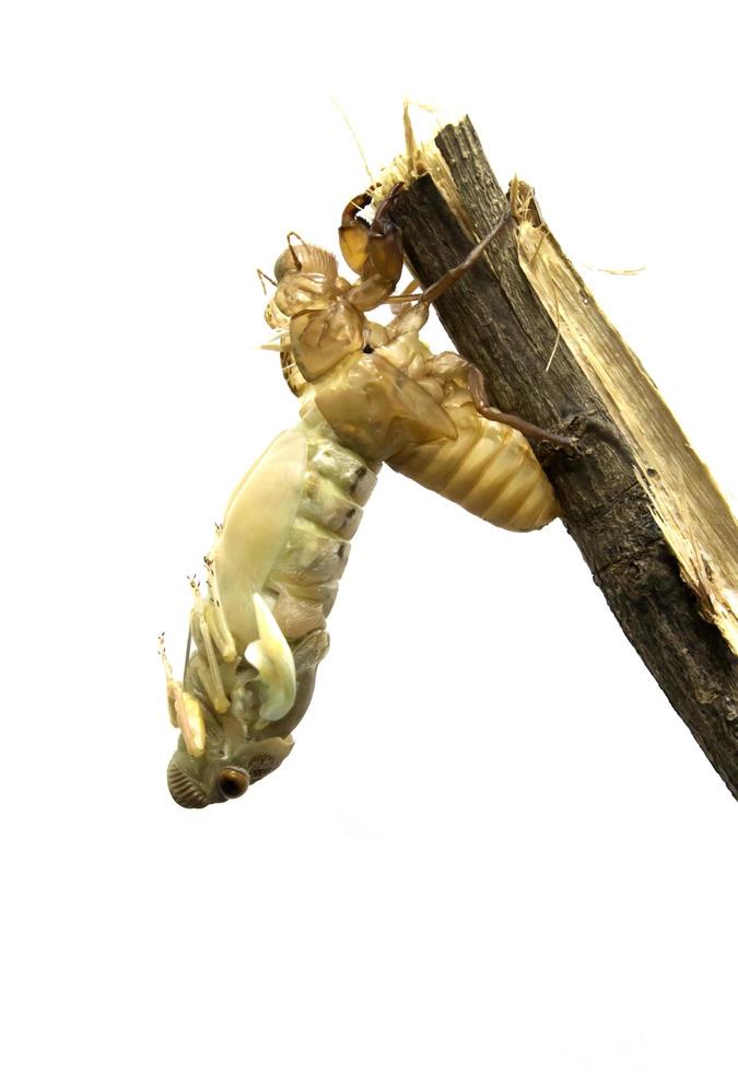 Cicada metamorphosis on white photo