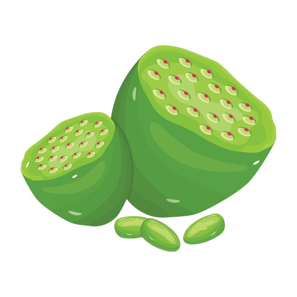 Download premium isometric icon of lotus fruit vector