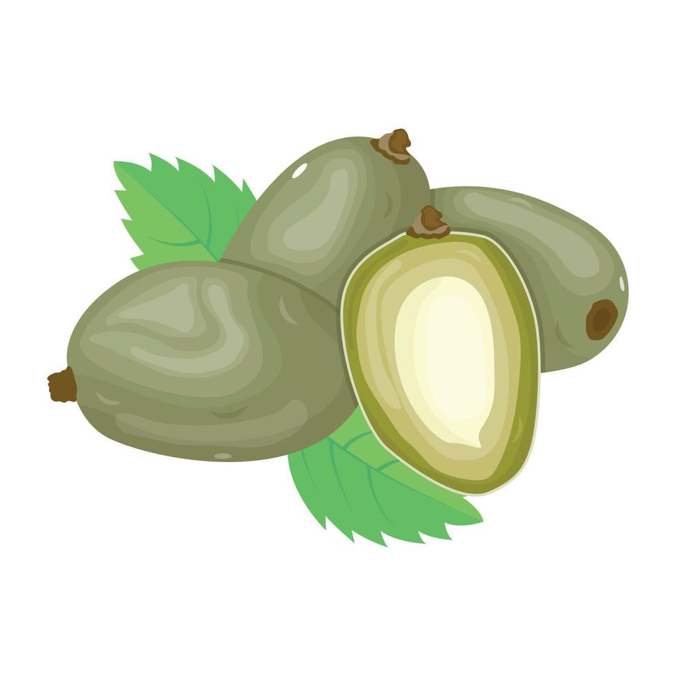 Modern isometric icon of unripe mangoes vector
