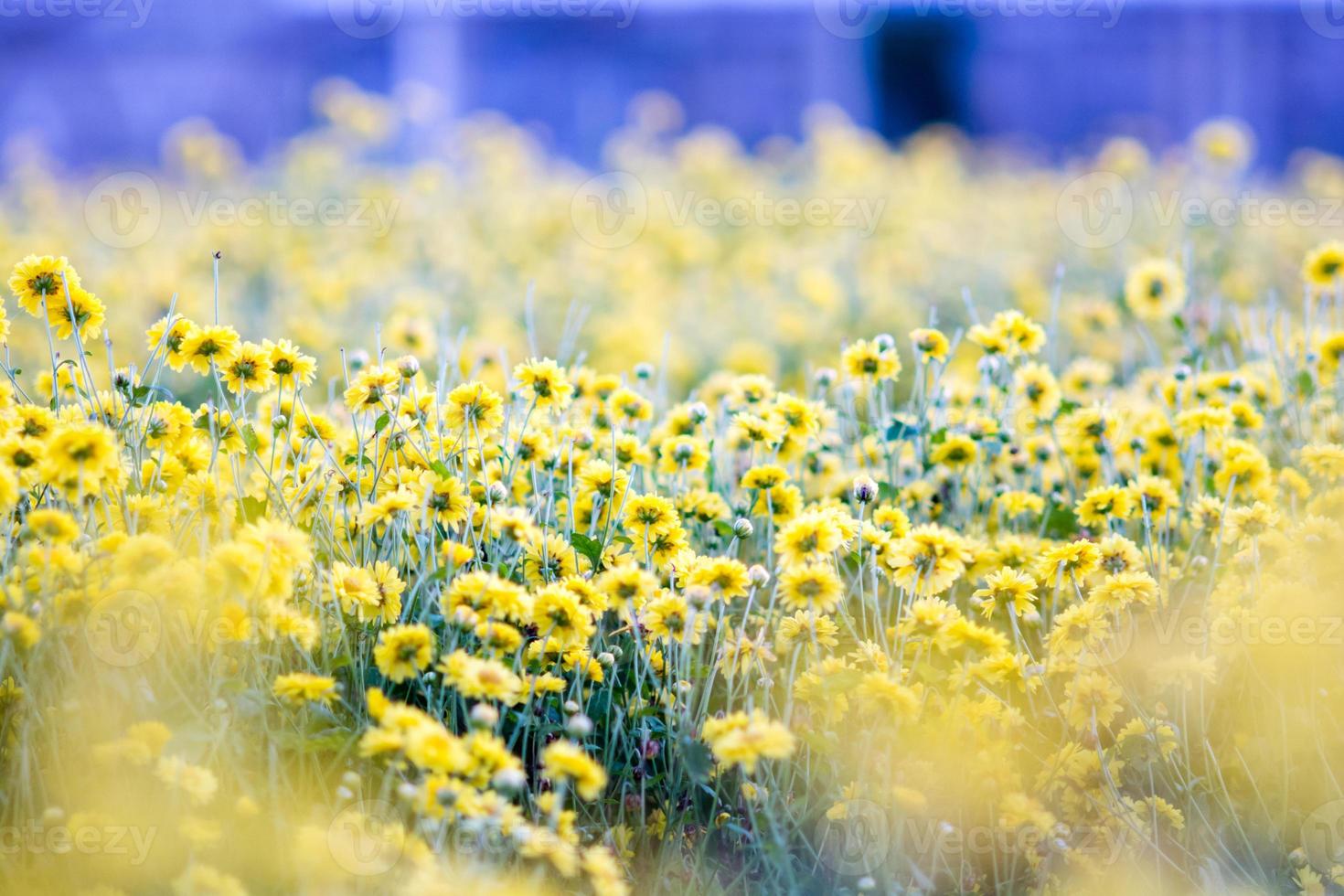 Yellow chrysanthemum flowers photo
