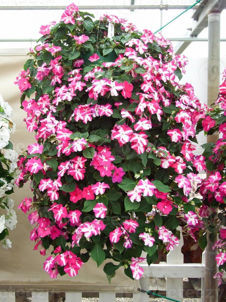 pink impatiens, scientific name Impatiens walleriana flowers also called Balsam, hanging flowers photo